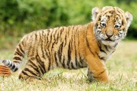 /album/loryshow/tigre-vale-jpg/
